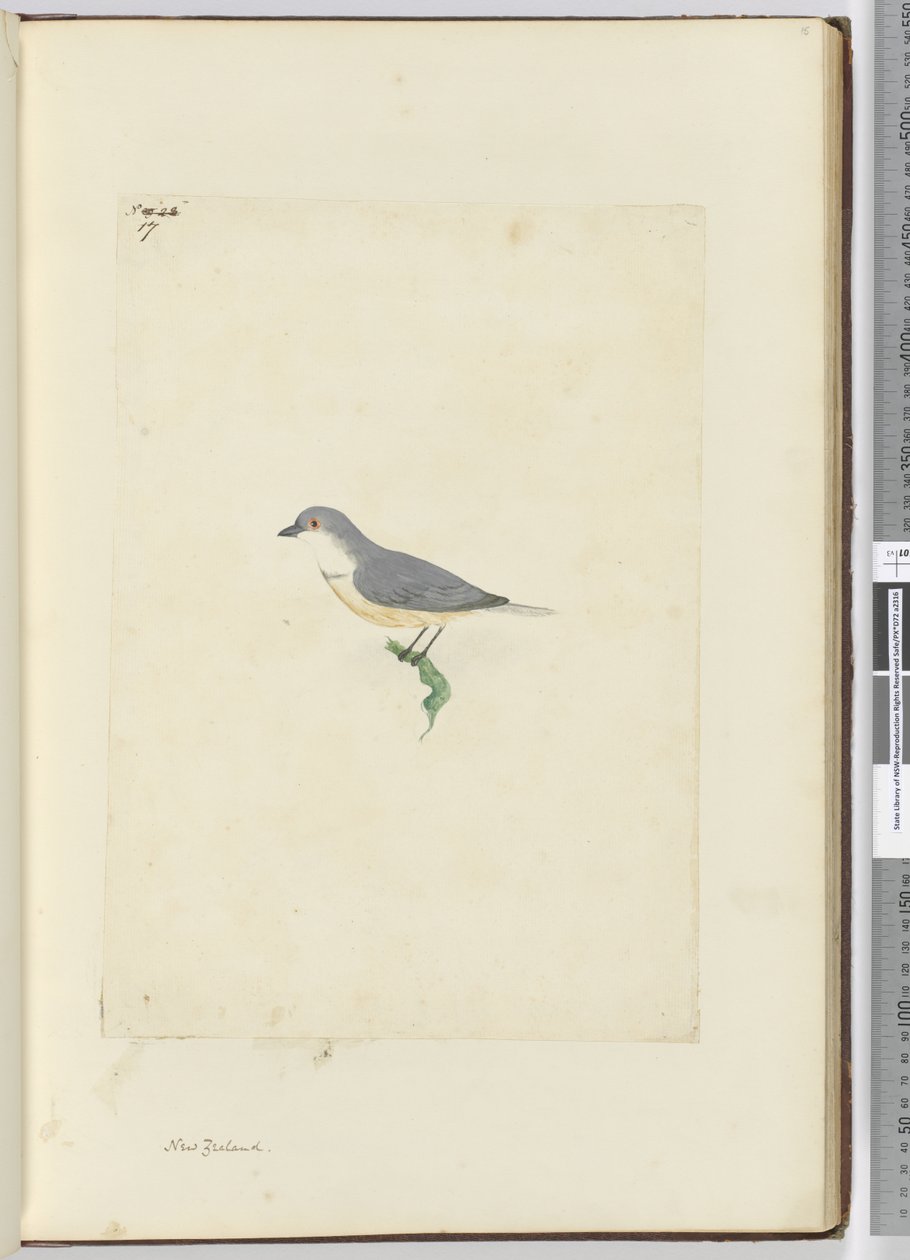 f.17 Uidentifisert New Zealand-fugl, 1772-75 (wc) av Isaac Smith