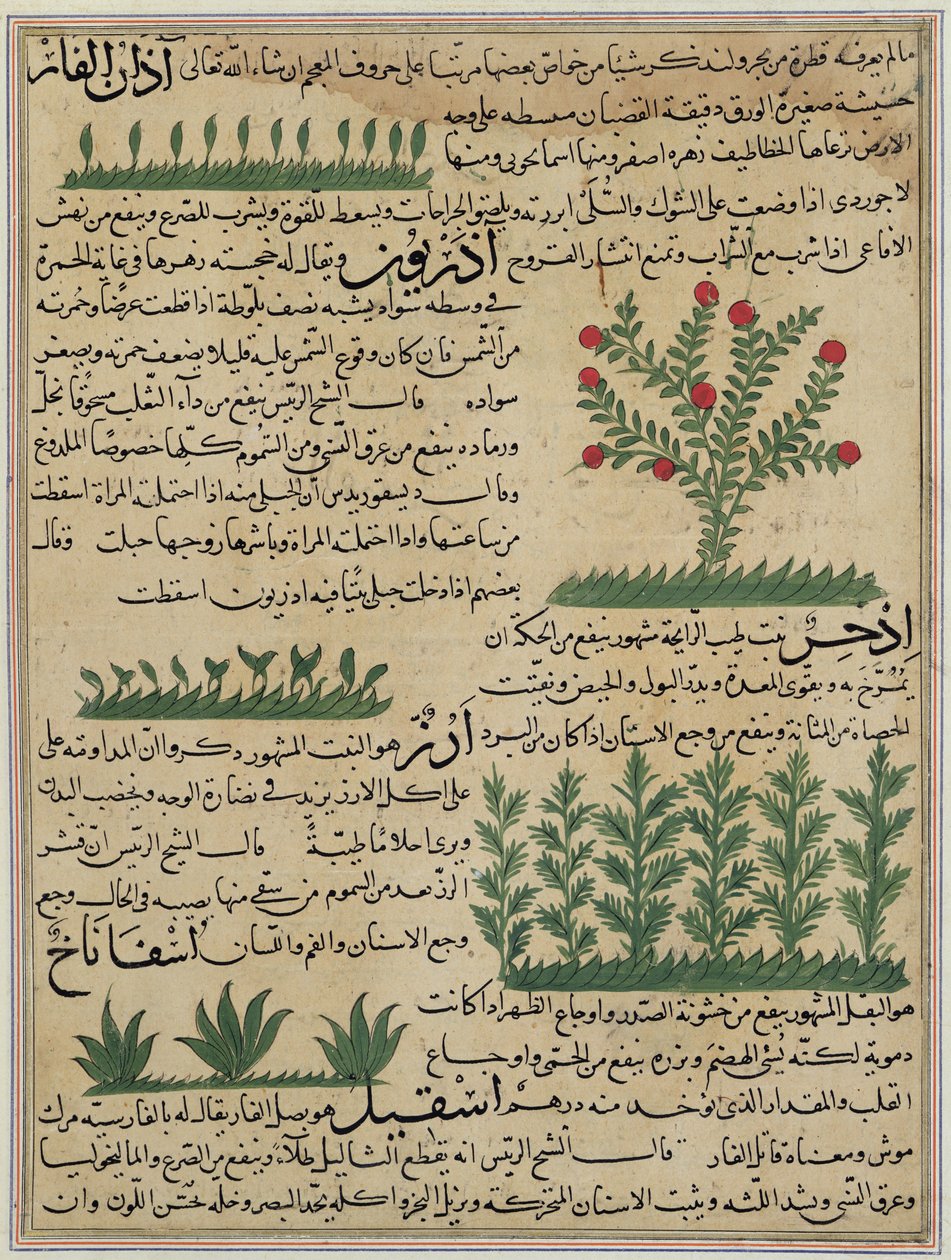 Ms E-7 fol. 142b Botaniske planter, illustrasjon fra 
