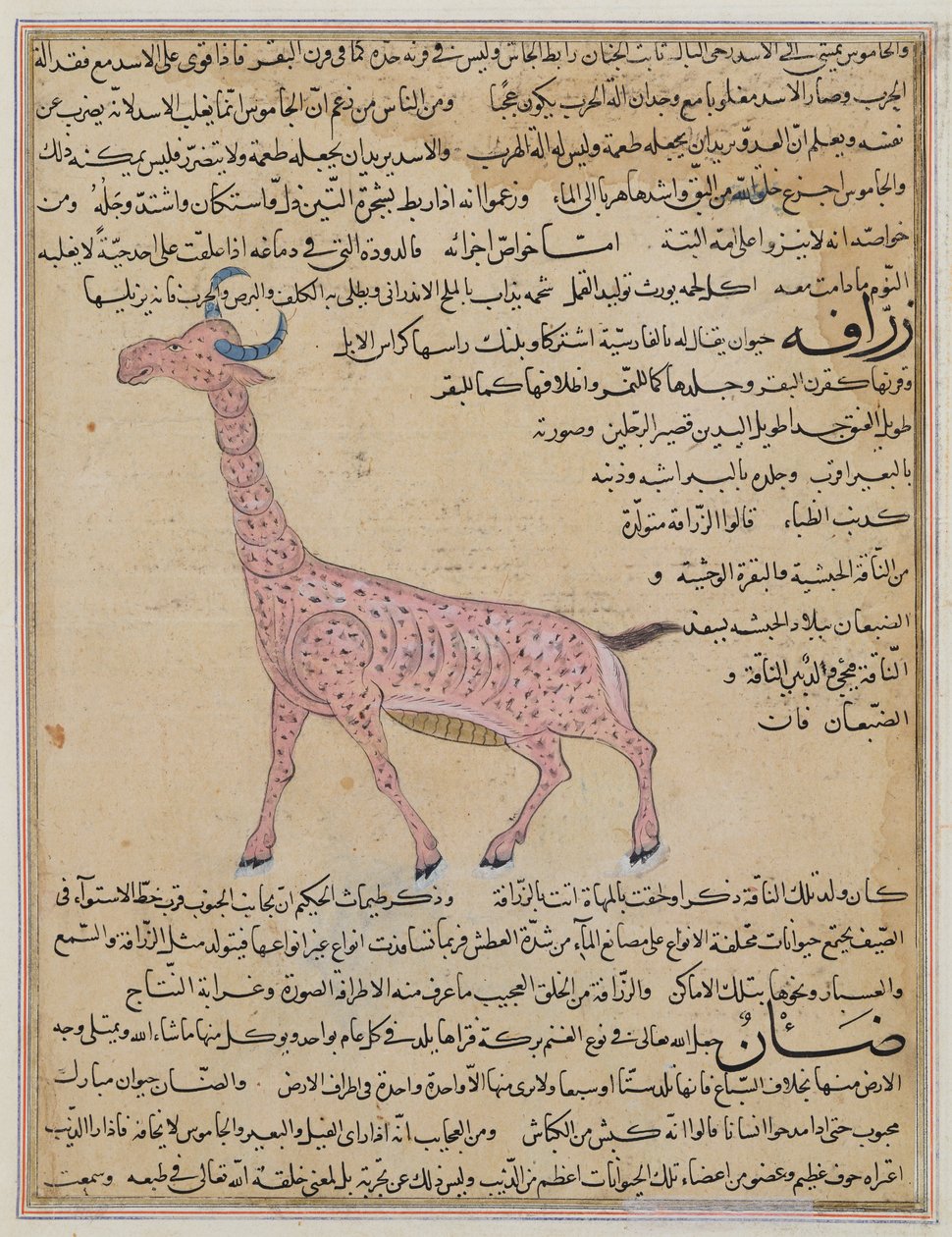 Ms E-7 fol.180 A Giraffe, fra "The Wonders of the Creation and the Curiosities of Existence" av Zakariya