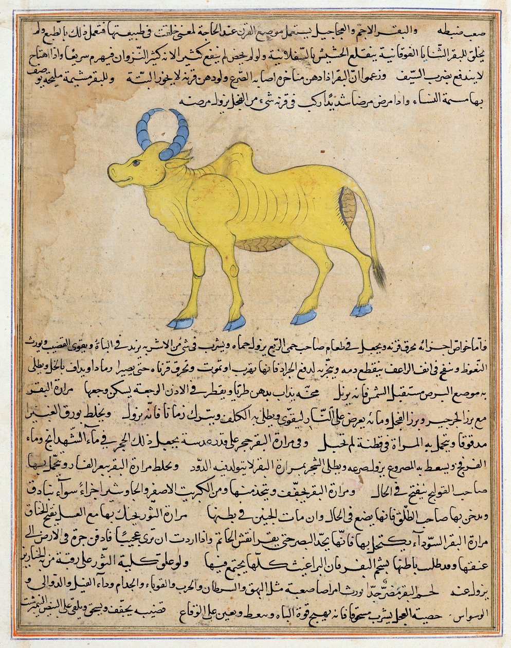 Ms E-7 fol.181b Zebu, illustrasjon fra "Skapelsens underverker og tilværelsens nysgjerrigheter" av Zakariya