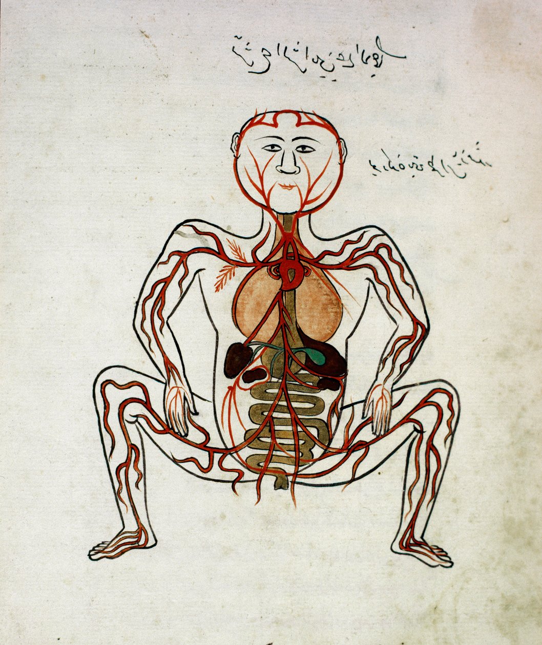 Arabisk medisin: "" blodsirkulasjon og fordøyelsessystem"" Miniatyr av anatomimanuskriptet "" Tashrih bi al-Taswir"" (kroppens anatomi) av Mansur (Mansur) ibn Ilyas (ca. 1390) Istanbul fra 1600-tallet, universitetsbiblioteket av Islamic School