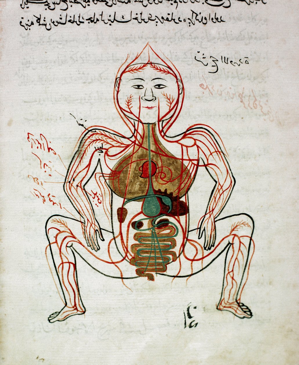 Arabisk medisin: "" blodsirkulasjon og fordøyelsessystem"" Miniatyr av anatomimanuskriptet "" Tashrih bi al-Taswir"" (kroppens anatomi) av Mansur (Mansur) ibn Ilyas (ca. 1390) Istanbul fra 1600-tallet, universitetsbiblioteket av Islamic School