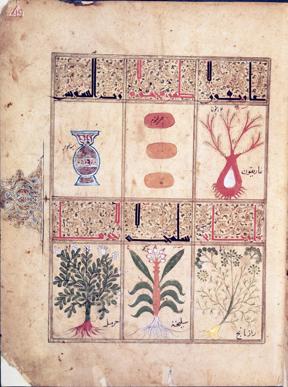 Ms. Arabe 2964 fol.49 Plants from the Treatise of Theriac after Galien, 1217 av Islamic School