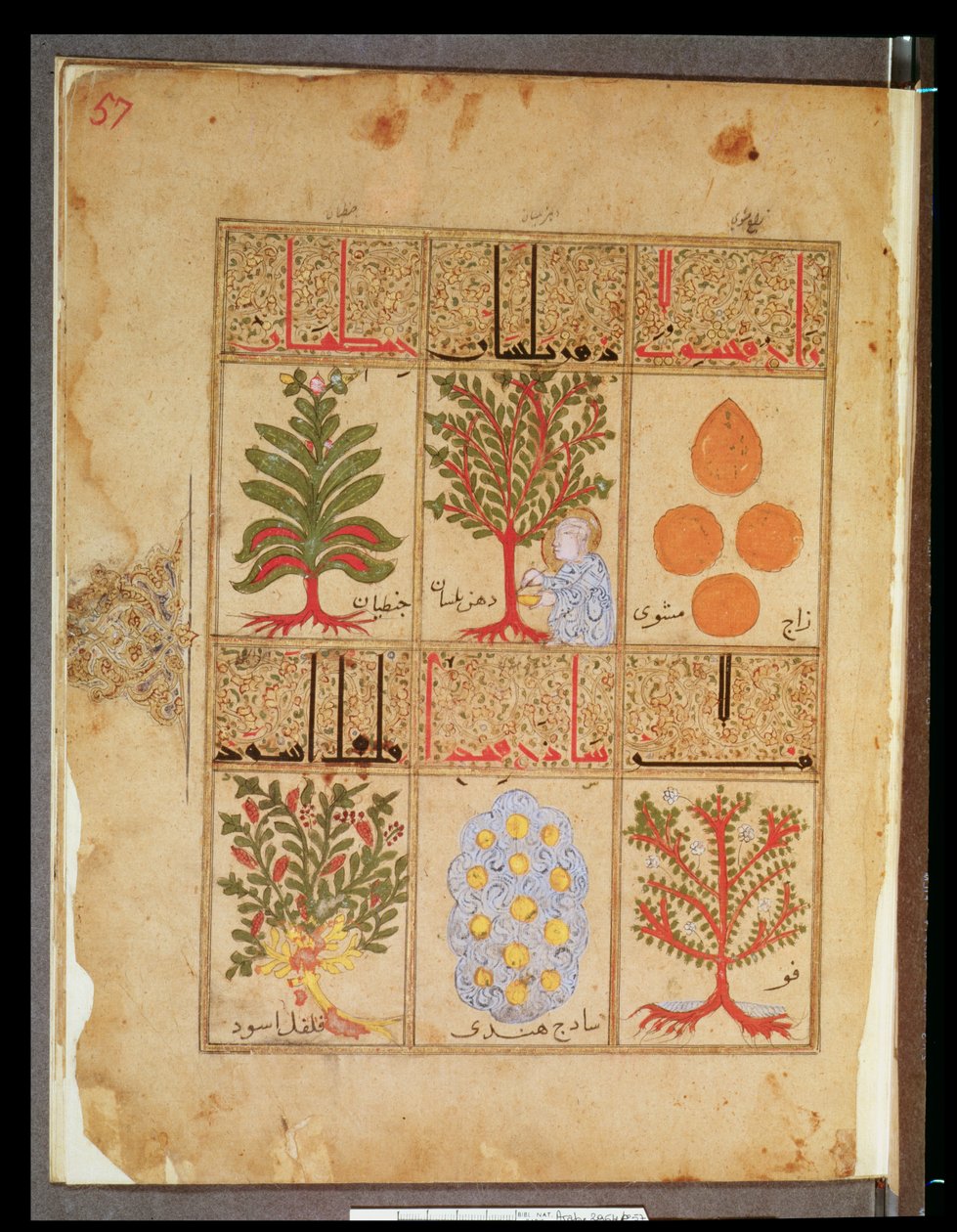 Ms. Arabe 2964 fol.57 Medisinplanter for theriac, fra Treatise of Theriac after Galien, 1217 av Islamic School
