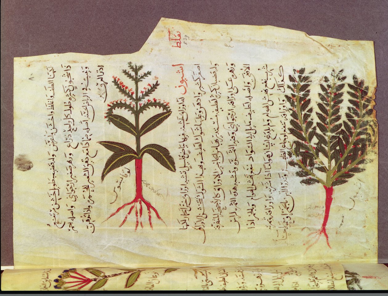 Ms. Arabe 4947 fol.84, Planter fra en avhandling av Dioscoride, 1200-tallet av Islamic School