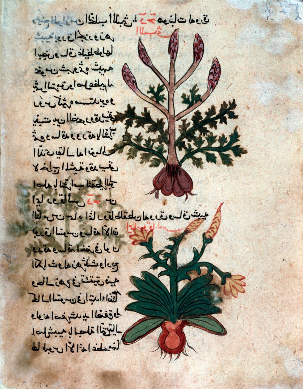 Side fra et medisinsk herbarium (manuskript av Islamic School