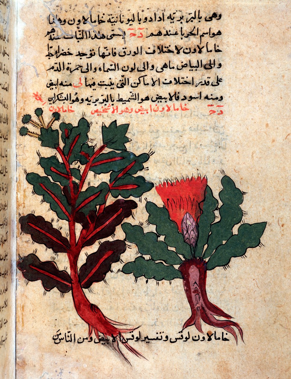 Side fra et medisinsk herbarium (manuskript av Islamic School