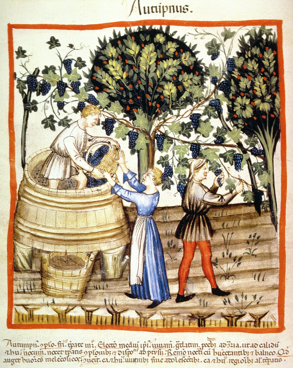 Fol.54v Autumn: The Grape Harvest, illustrasjon fra Tacuinum Santiatis Codex Vindobonensis av Italian School
