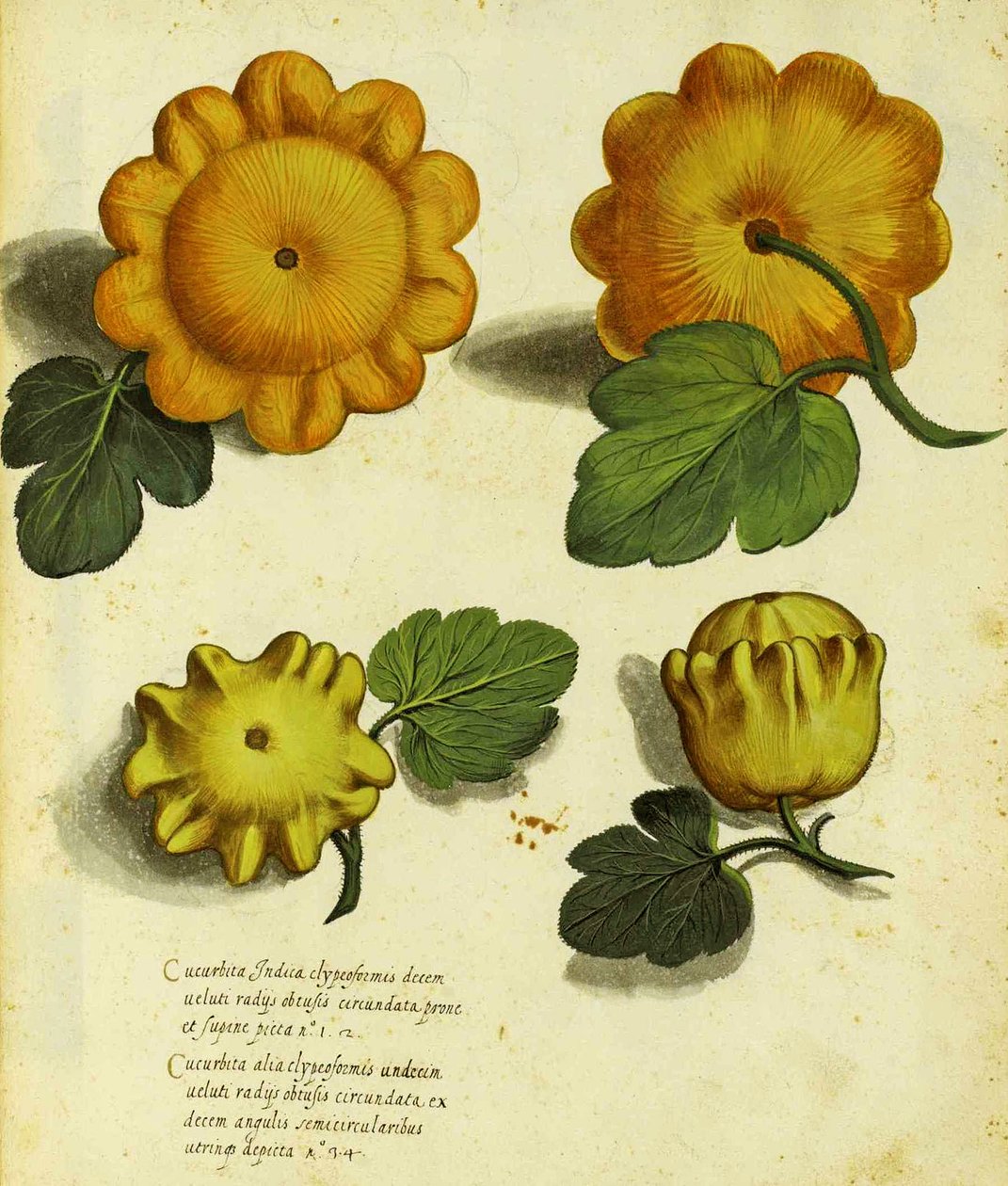 Heirloom Squash av Ulisse Aldrovandi (1522 - 1605) plate utgitt i Piante Fiori Frutti (håndfarget gravering). av Italian School