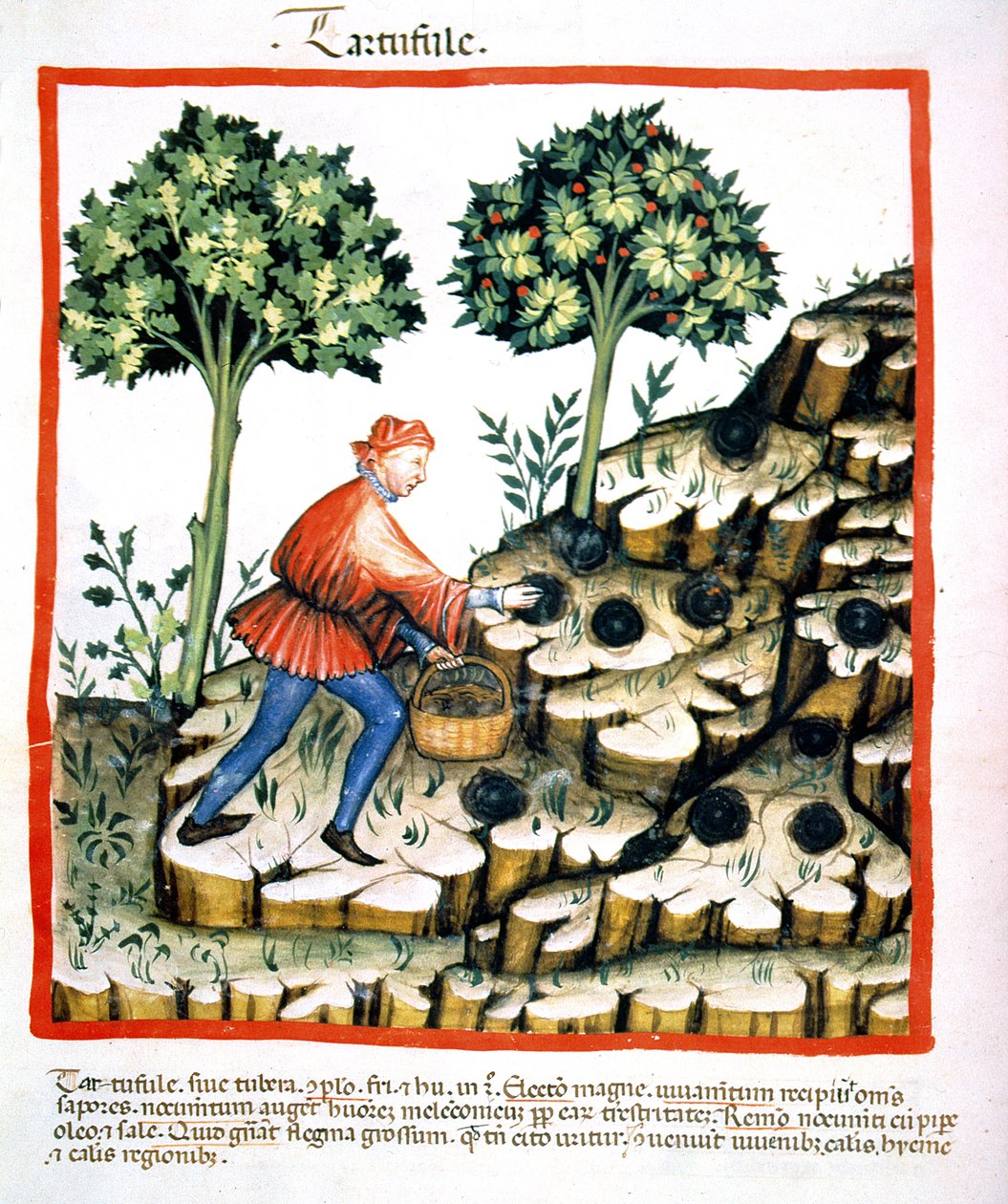 Nova 2644 f.28v Samler trøfler, fra Tacuinum Sanitatis Codex Vindobonensis (se også 130544) av Italian School