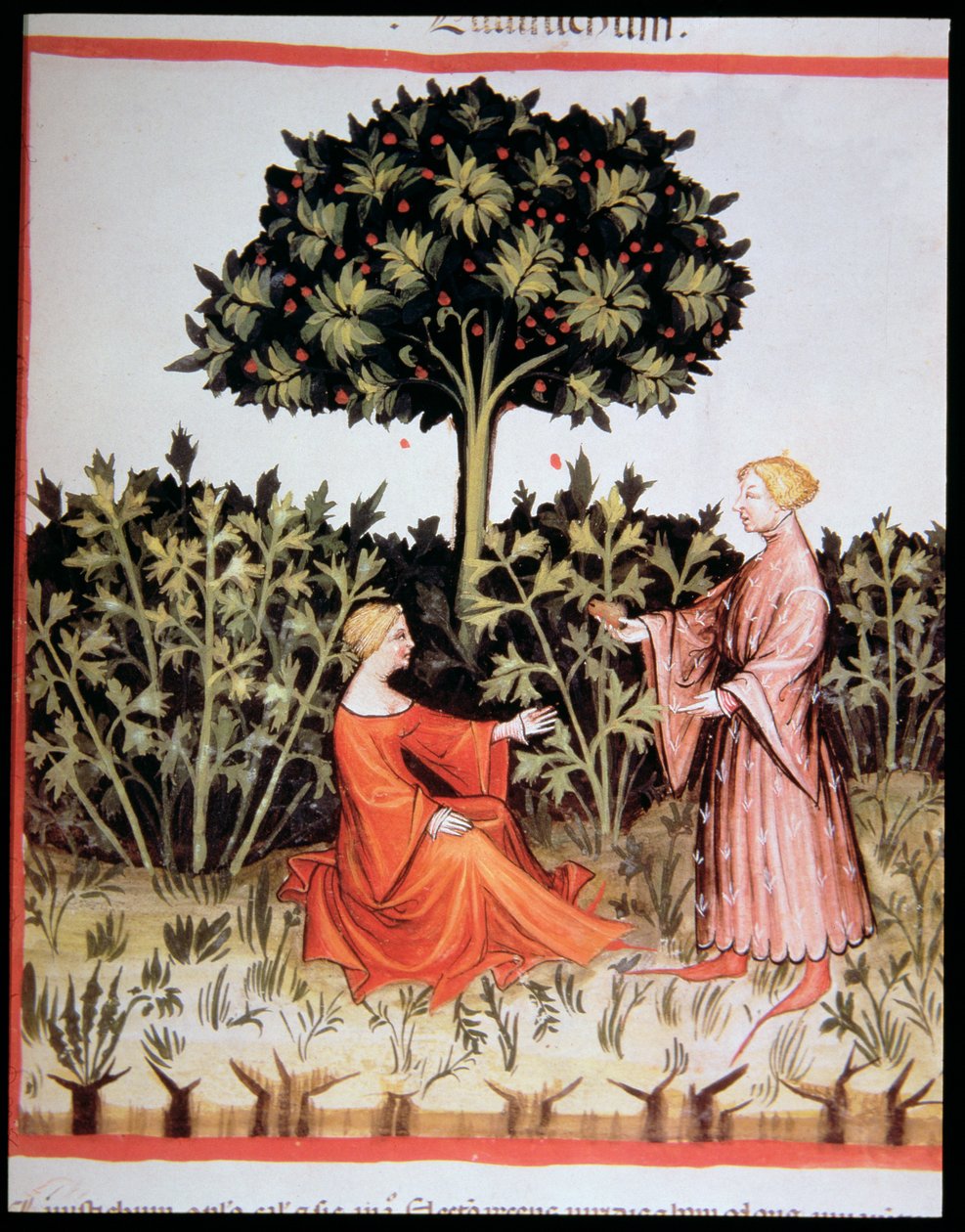 Nova 2644 fol. 36r Samler selleri, fra Tacuinum Sanitatis Code Vindobonensis av Italian School