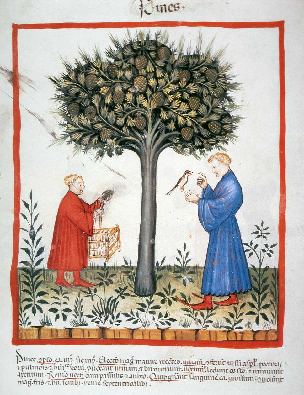 Nova 2644 fol.19v Gathering Cones, Tacuinum Sanitatis av Italian School