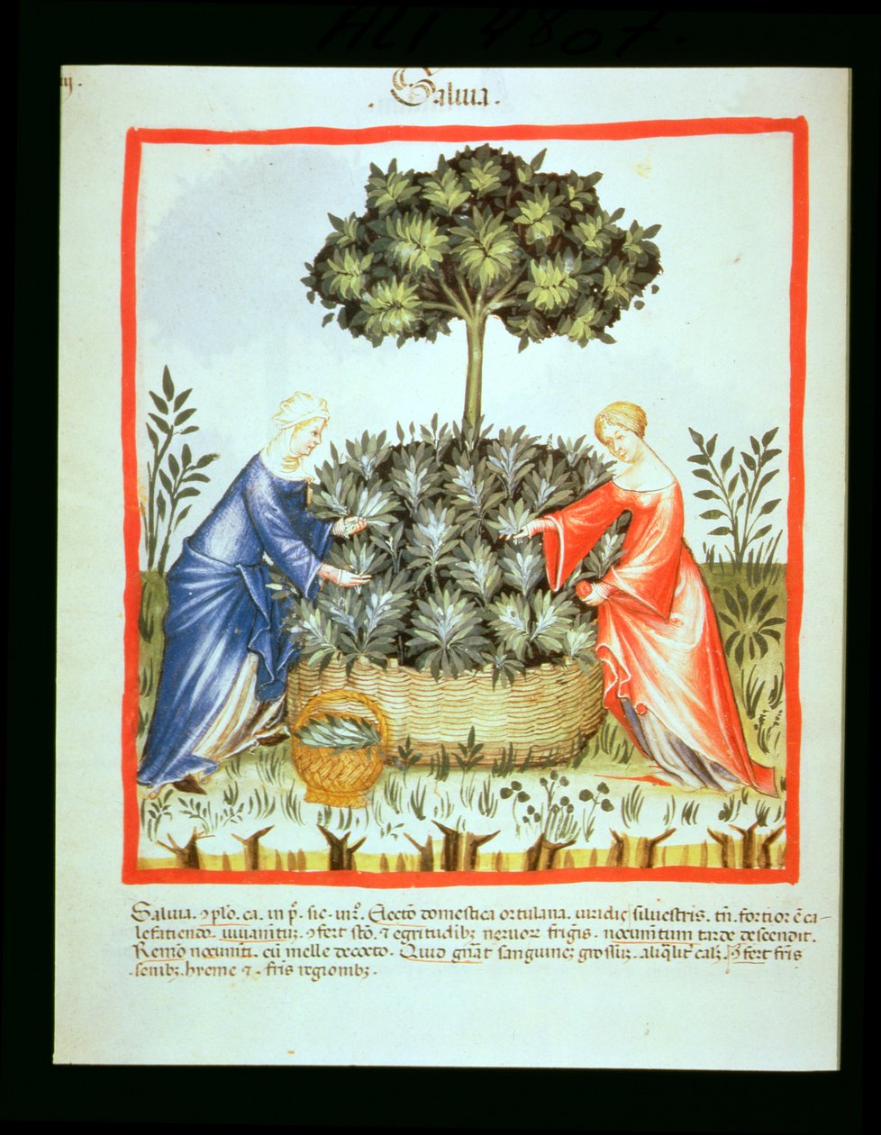 Nova 2644 fol.37v Cutting Sage, fra Tacuinum Sanitatis av Italian School