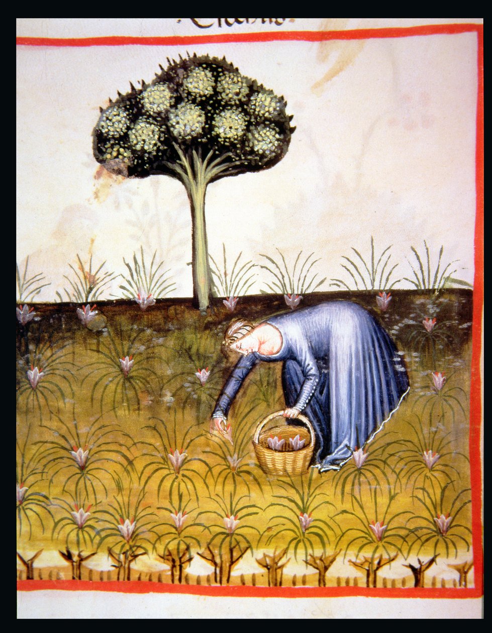 Nova 2644 fol.39r Gathering Violets, fra Tacuinum Sanitatis av Italian School