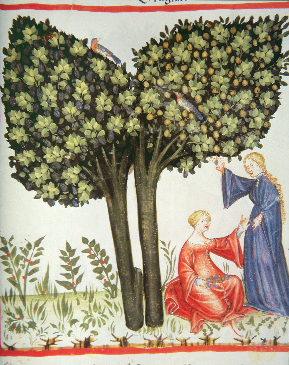 Nova 2644 fol.6r Plukke plommer av Italian School