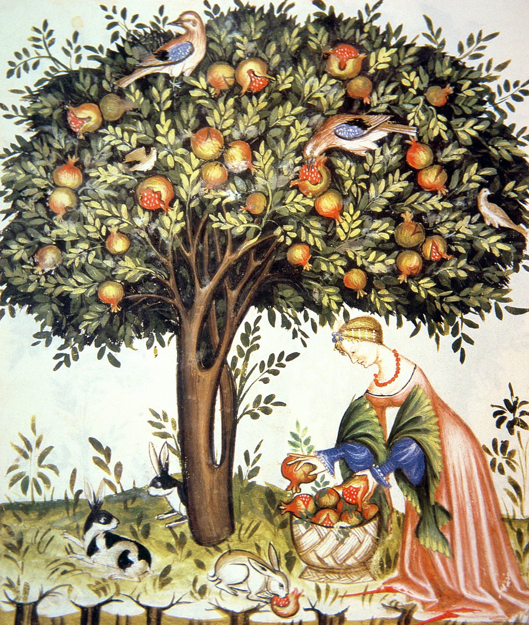 Nova 2644 fol.7v Innsamling av bitre granatepler, fra Tacuinum Sanitatis av Italian School