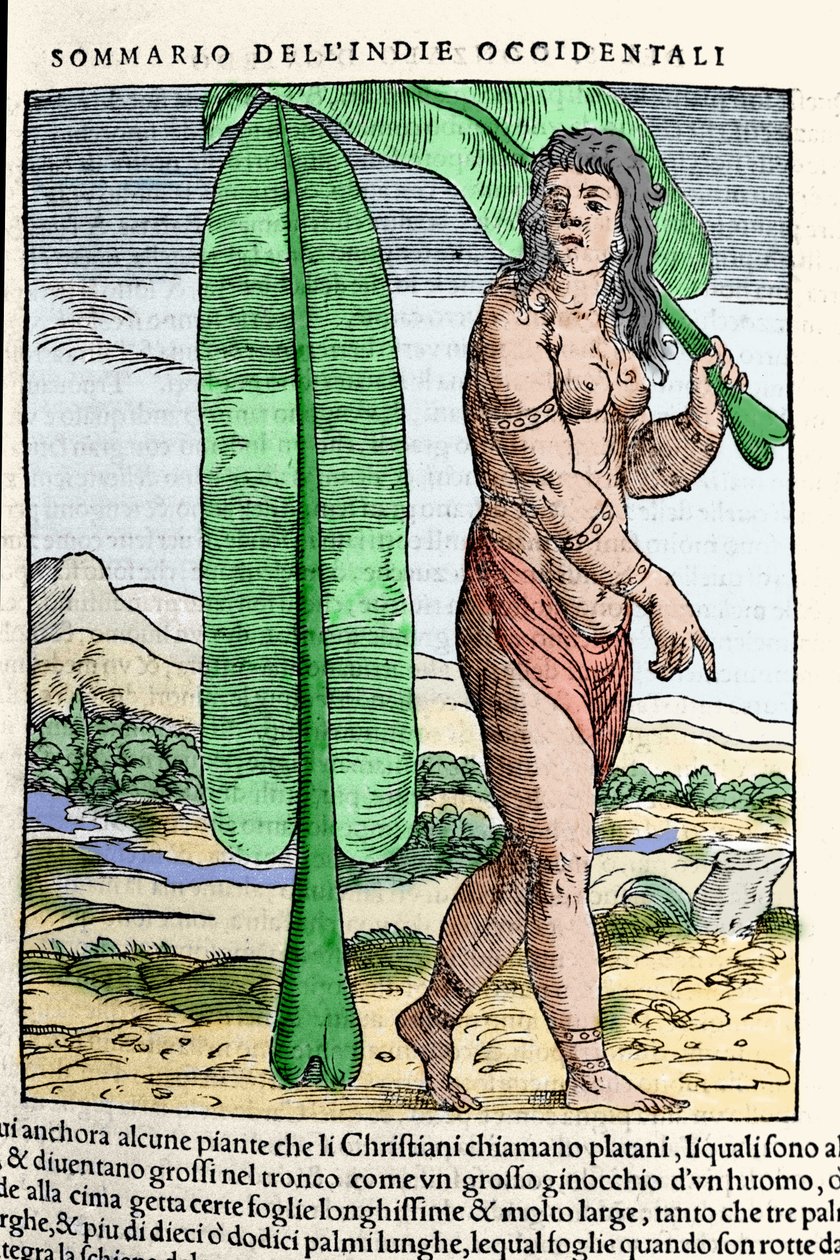 En vestindisk innfødt som står ved et tobakksblad. Gravering fra boken "" Navigationi and Viaggi"" vol. III av Giovanni Battista Ramusio (1485-1557), Venezia 1565. av Italian School