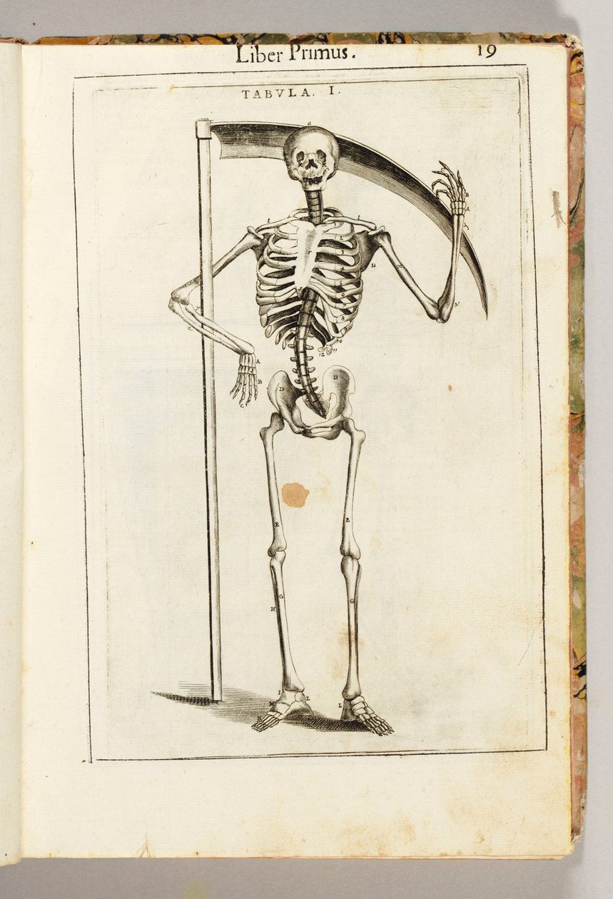 Et skjelett som holder en ljå i stil med en grim reaper, fra "The Anatomy of the Human Body" av Guido Guidi av Italian School