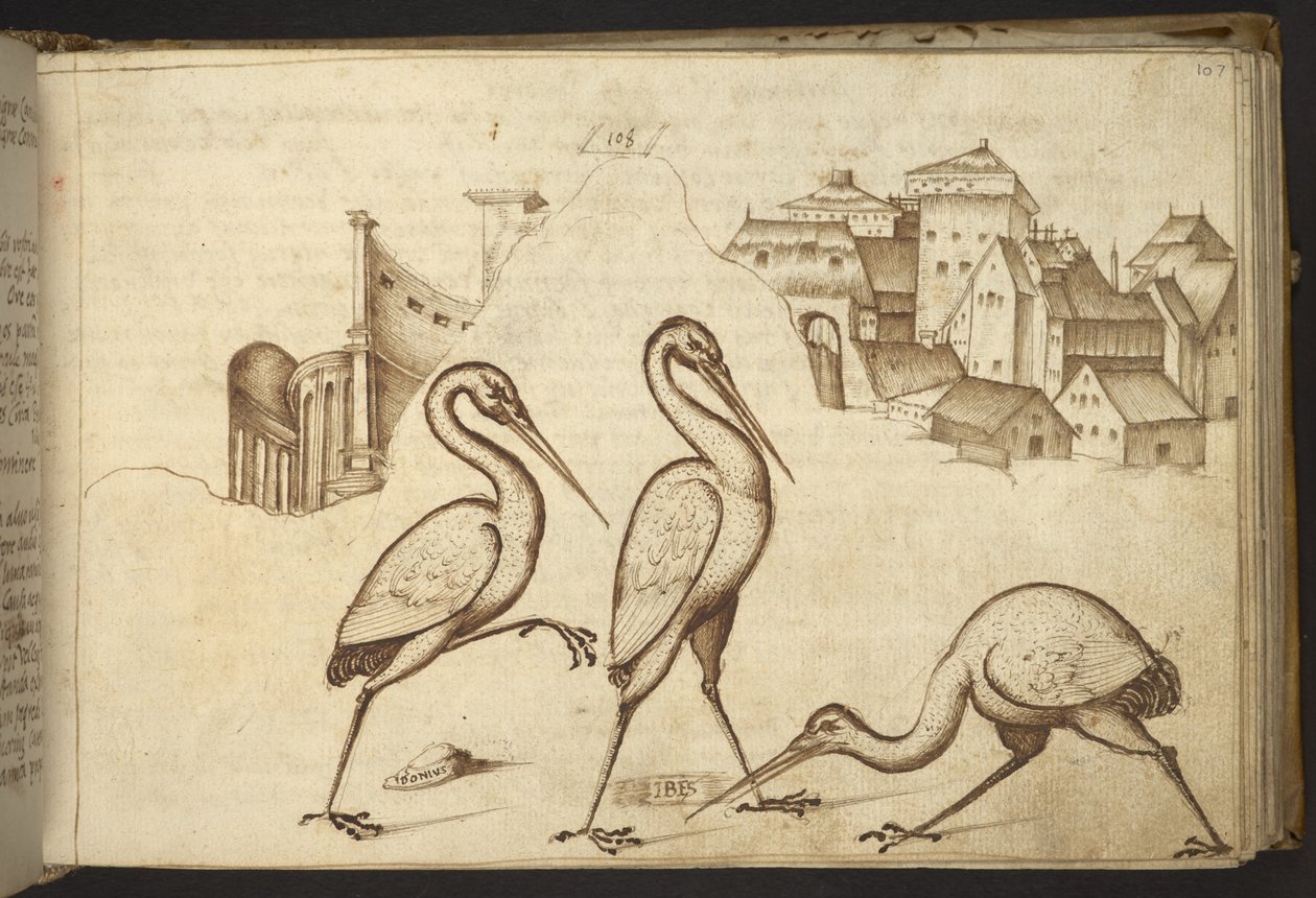 Legge til. 82955, f.107   Ibiser (
