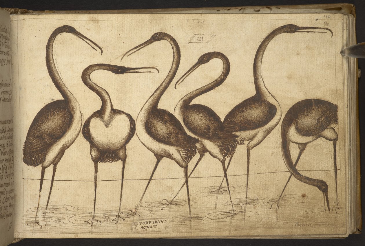 Legge til. 82955, f.110 Fugler. , fra Historia Animalium, (bestående av 245 penn-og-blekk-tegninger av forskjellige dyrearter og mytiske skapninger, hver ledsaget av en beskrivelse.) 1595 av Italian School
