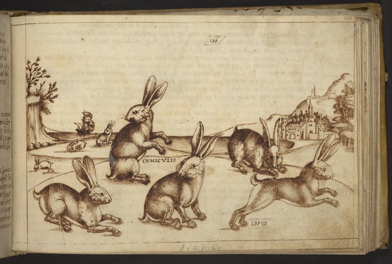 Legge til. 82955, f.165 Kaniner (