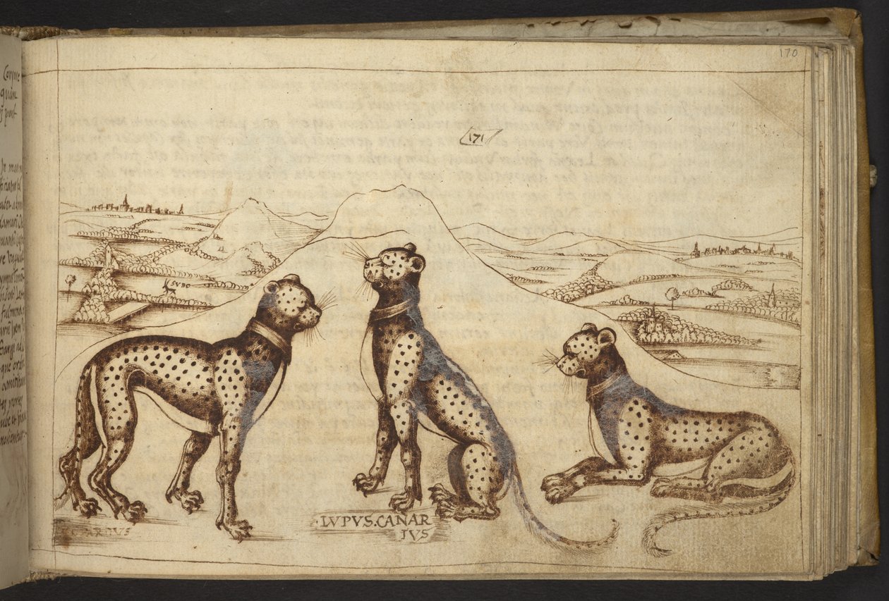 Legge til. 82955, f.170 Panther ('kanariulv')., fra Historia Animalium av Italian School