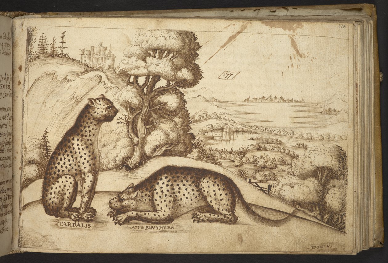 Legge til. 82955, f.176 Leoparder (