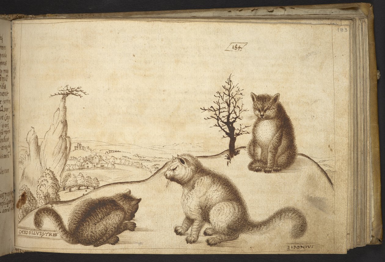 Legge til. 82955, f.183 Villkatter (