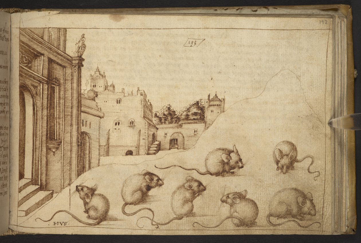 Legge til. 82955, f.192   Mus (