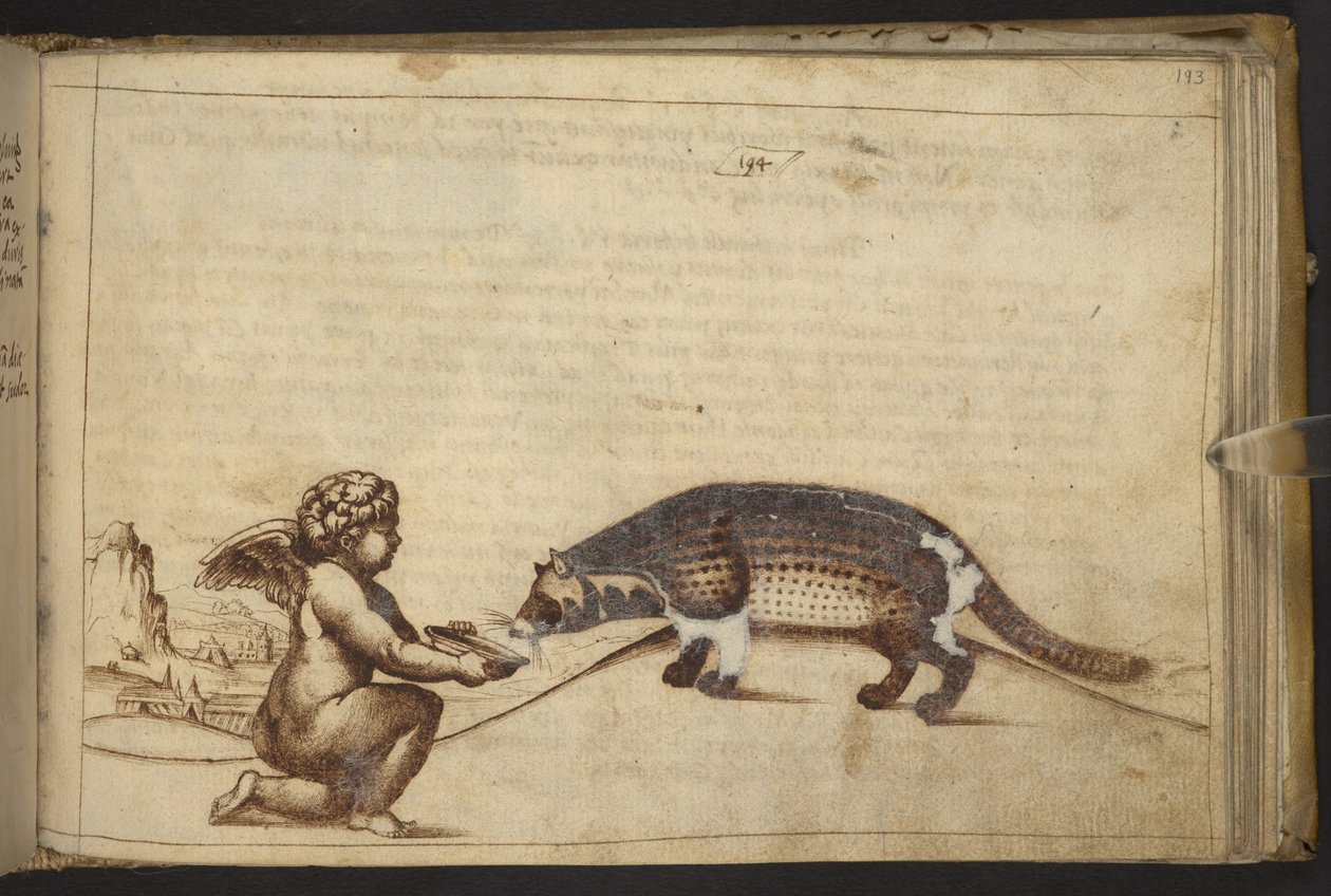 Legge til. 82955, f.193 Kjerub og en skapning. , fra Historia Animalium, (bestående av 245 penn-og-blekk-tegninger av forskjellige dyrearter og mytiske skapninger, hver ledsaget av en beskrivelse.) 1595 av Italian School