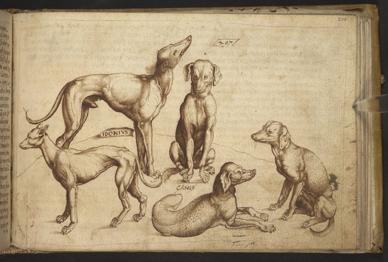 Legge til. 82955, f.206 Hunder av forskjellige raser ("canis").  , fra Historia Animalium, (bestående av 245 penn-og-blekk-tegninger av forskjellige dyrearter og mytiske skapninger, hver ledsaget av en beskrivelse.)    1595 av Italian School