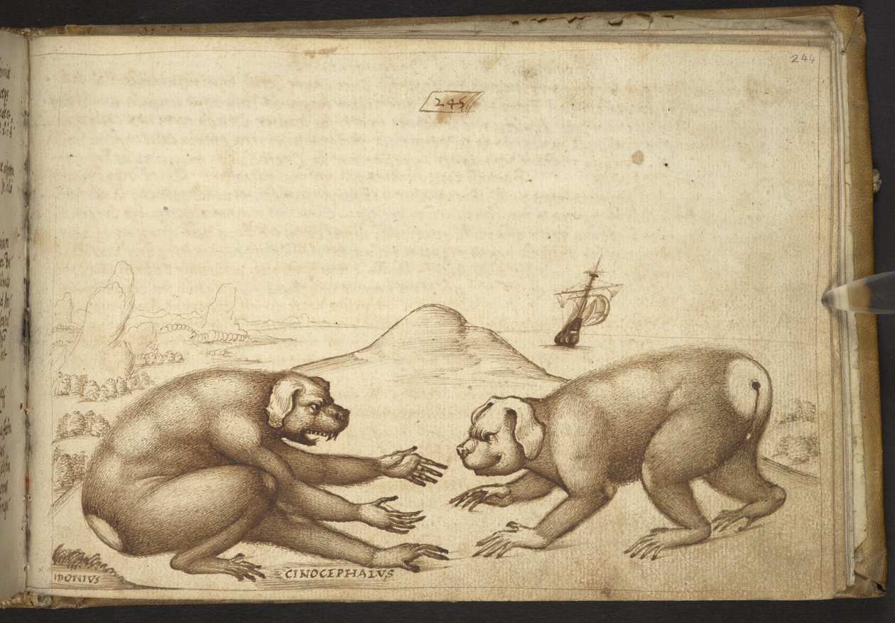 Legge til. 82955, f.244 Hundelignende skapninger som kjemper ('Cinocephalus')., fra Historia Animalium av Italian School