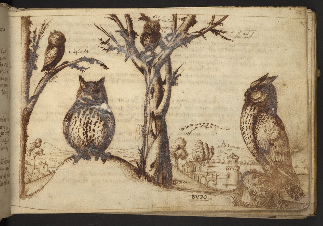 Legge til. 82955, f.25 Ugler ('bubo'), fra Historia Animalium av Italian School