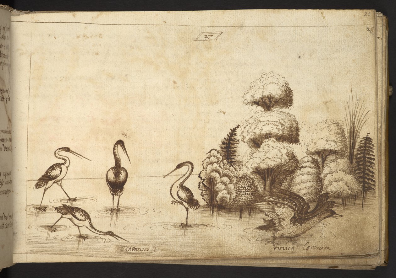Legge til. 82955, f.26 Vadefugler (
