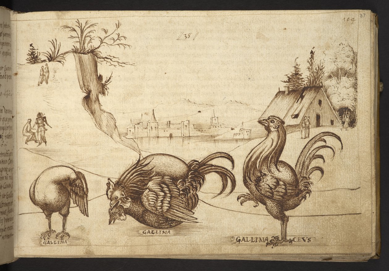 Legge til. 82955, f.37   Kyllinger (