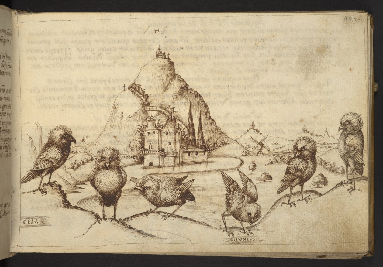 Legge til. 82955, f.40 Fugler. (