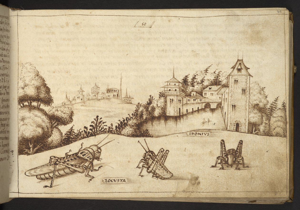 Legge til. 82955, f.49 Græshopper som spiser en høy plante.  , fra Historia Animalium, (bestående av 245 penn-og-blekk-tegninger av forskjellige dyrearter og mytiske skapninger, hver ledsaget av en beskrivelse.)    1595 av Italian School