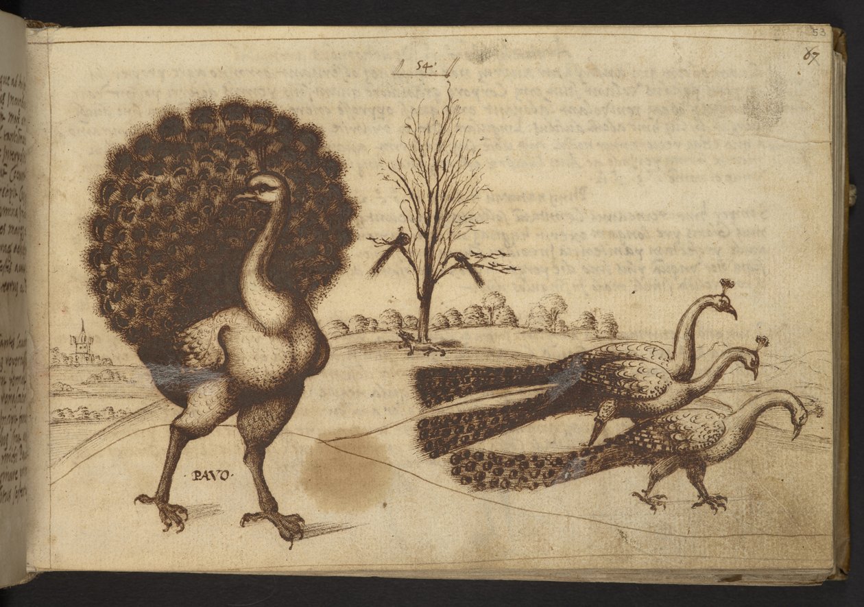 Legge til. 82955, f.53 Påfugler (
