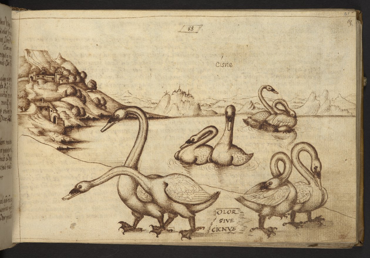 Legge til. 82955, f.57   Svaner (