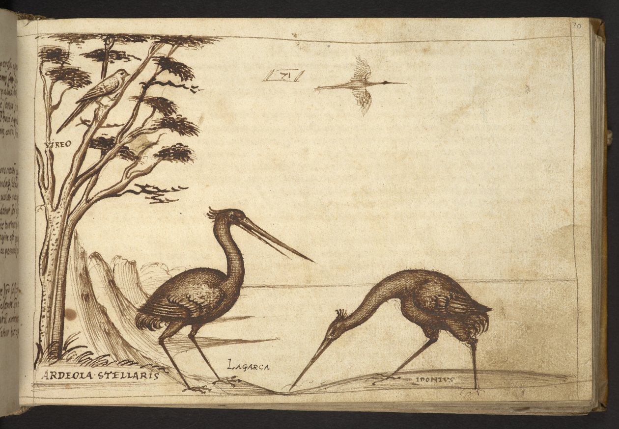 Legge til. 82955, f.70   Hegre (