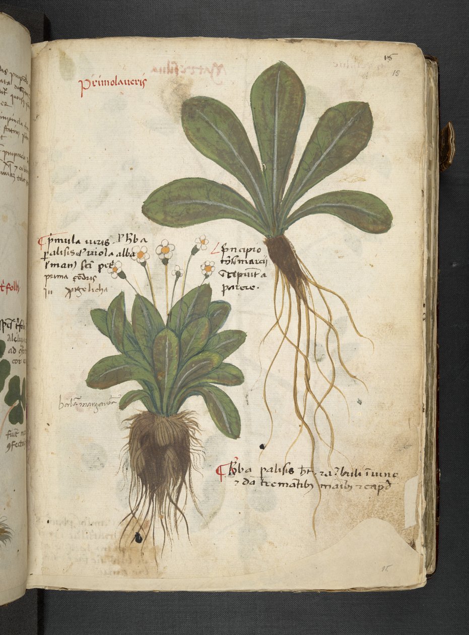 Legg til MS 41623 'A herbal', Belluno (blekk og farge på vellum) av Italian School