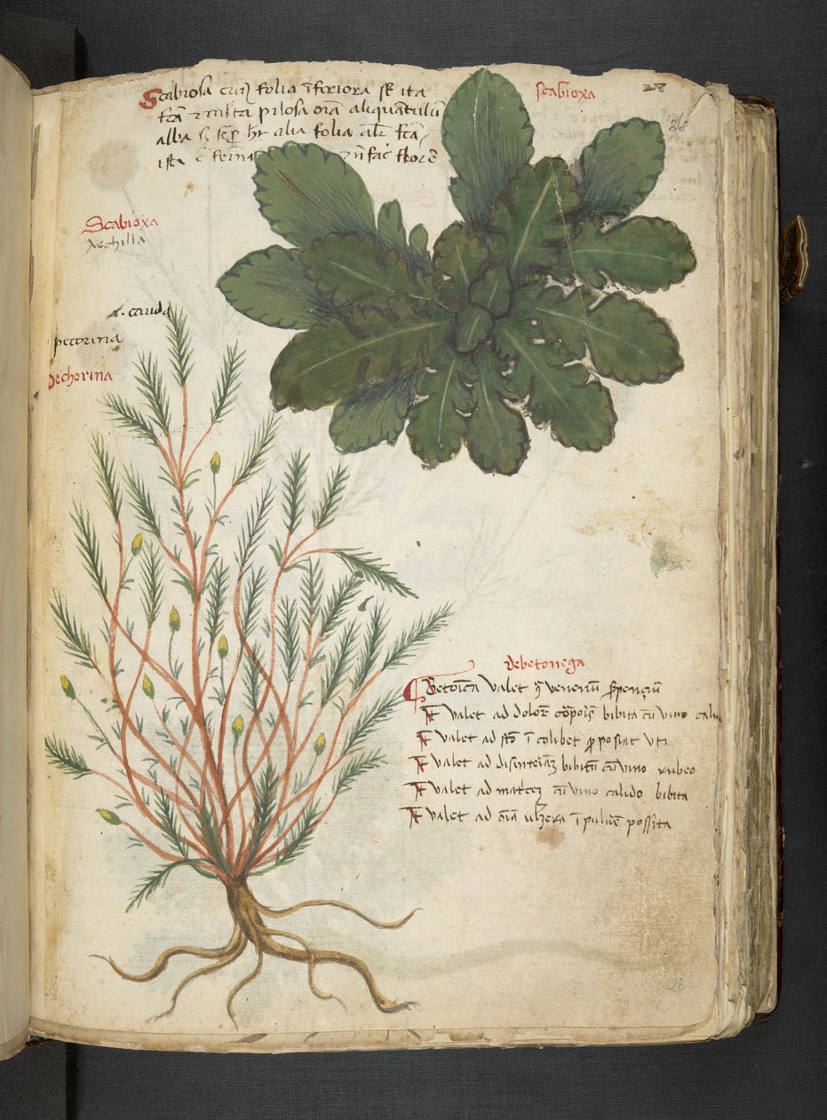 Legg til MS 41623 'A herbal', Belluno (blekk og farge på vellum) av Italian School
