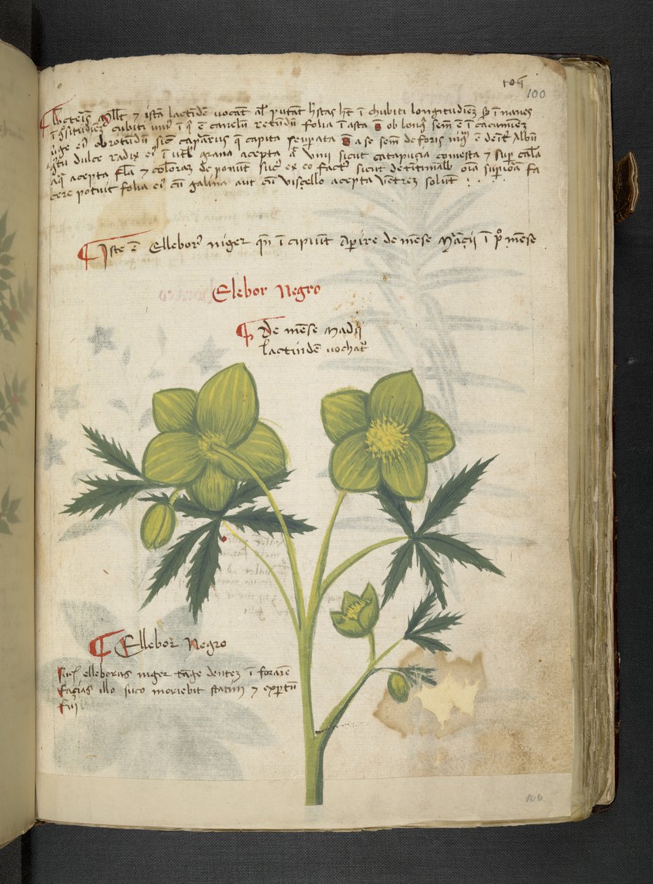 Legg til MS 41623 'A herbal', Belluno (blekk og farge på vellum) av Italian School