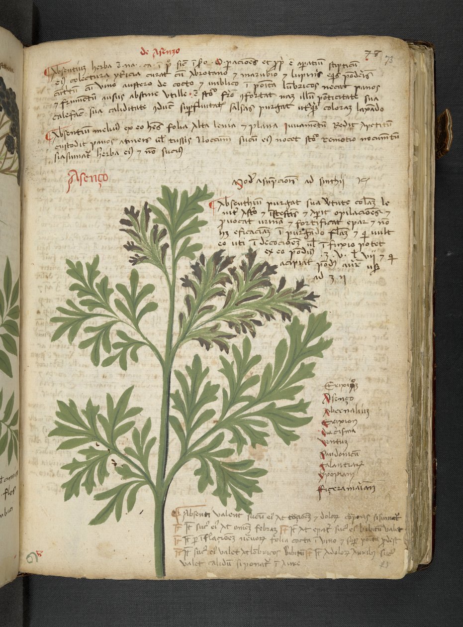 Legg til MS 41623 'A herbal', Belluno (blekk og farge på vellum) av Italian School
