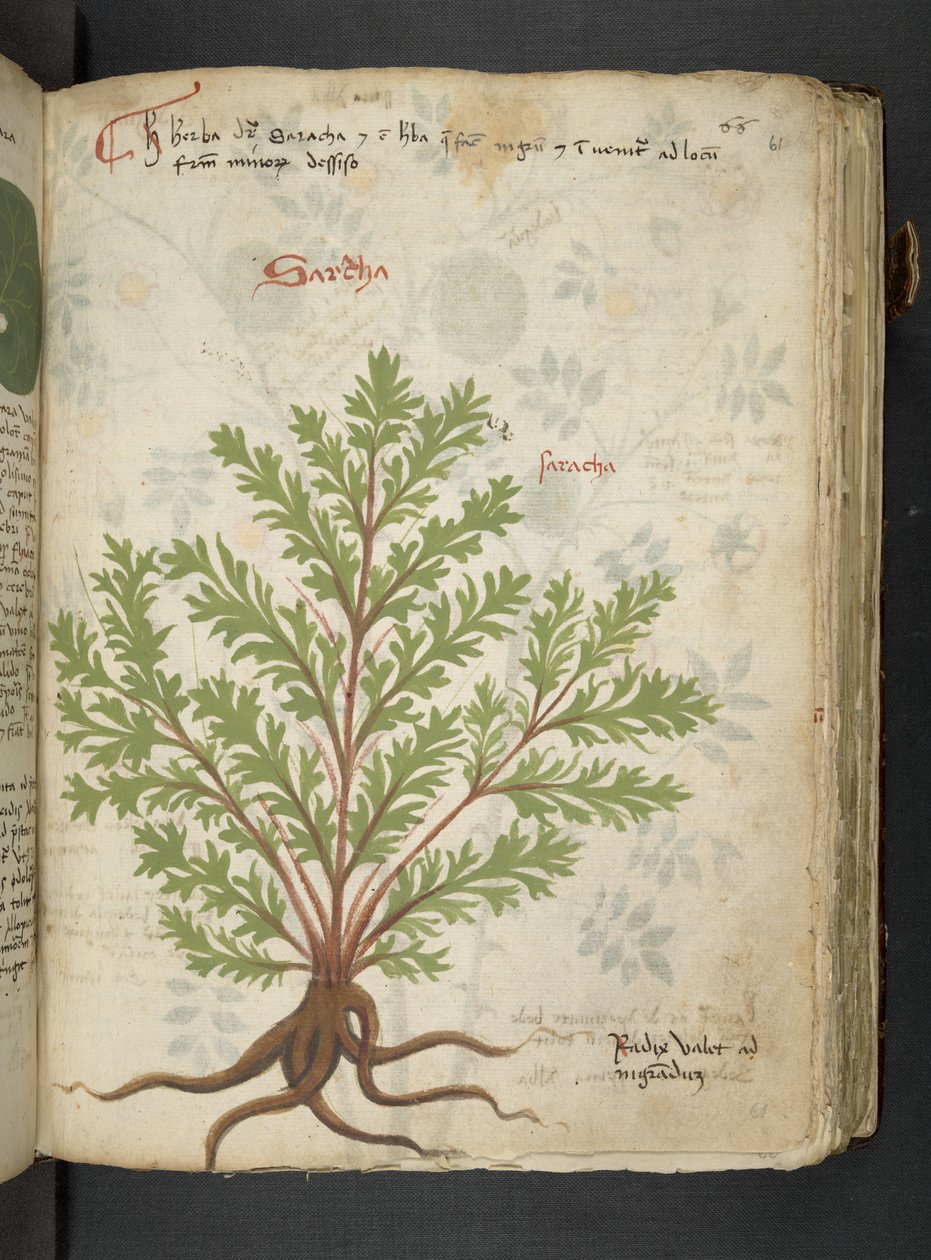 Legg til MS 41623 'A herbal', Belluno (blekk og farge på vellum) av Italian School