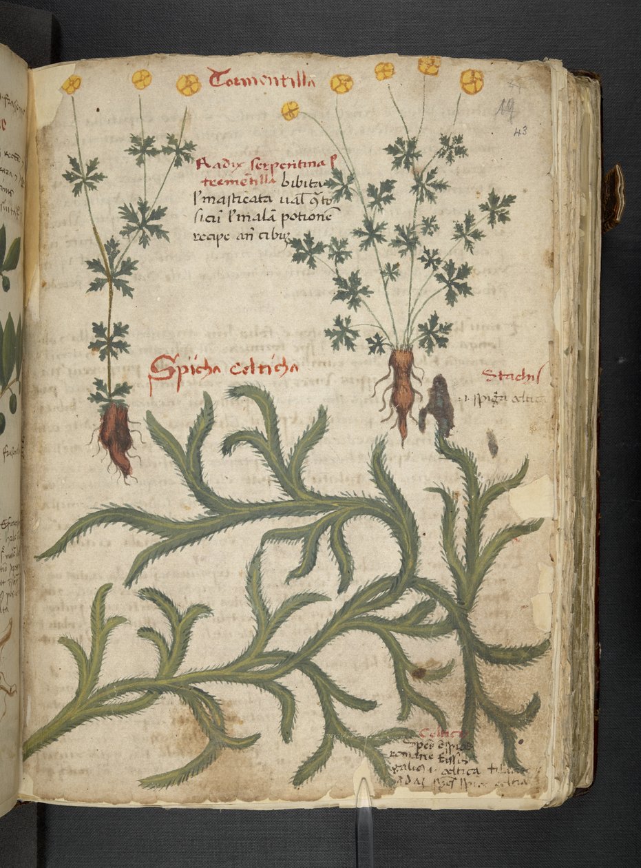 Legg til MS 41623 'A herbal', Belluno (blekk og farge på vellum) av Italian School
