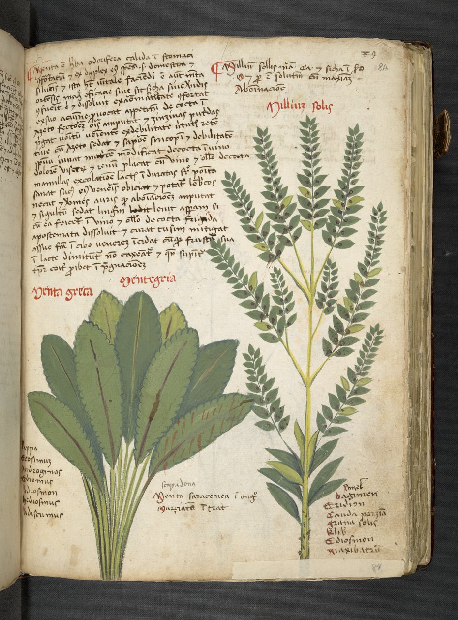 Legg til MS 41623 'A herbal', Belluno (blekk og farge på vellum) av Italian School