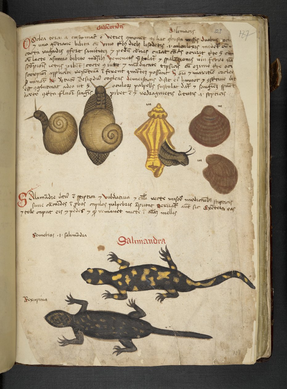 Legg til MS 41623 Chiocciole og Salamandra, fra 