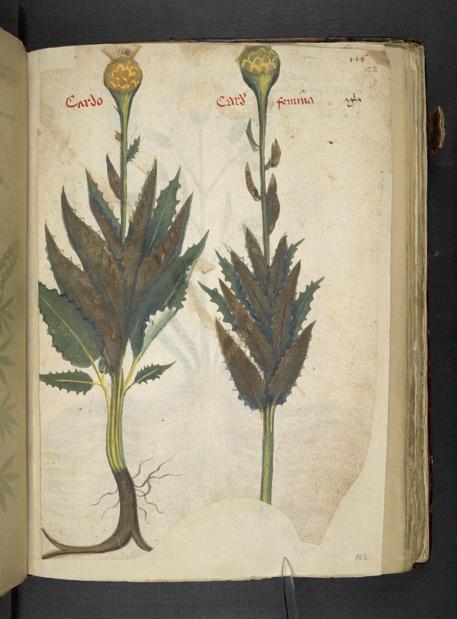 Legg til MS 41623 f.102r Cardo 