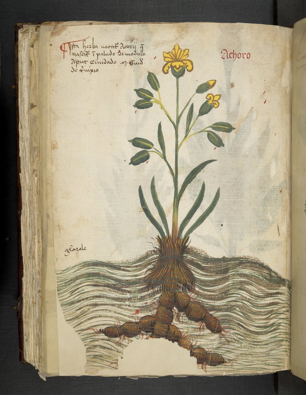 Legg til MS 41623 f.102v Achoro, fra 